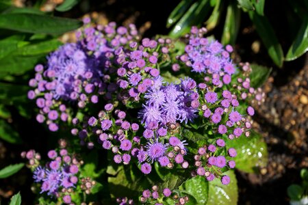 Spring aroma perfume