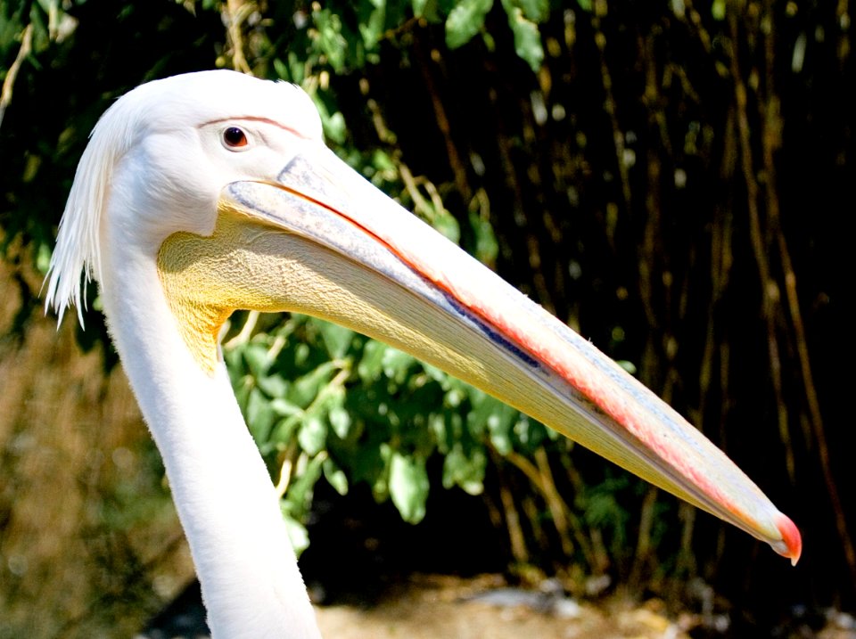 Pelican01