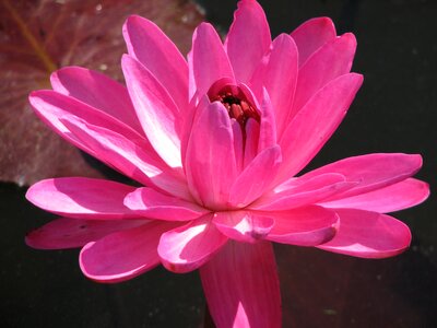 Lotus lily nature photo