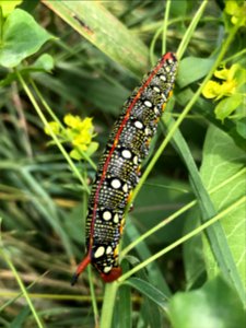 Spurge Hawkmoth Caterpillar photo