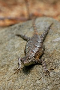Eastern fence lizard, May 2014--Warren Bielenberg