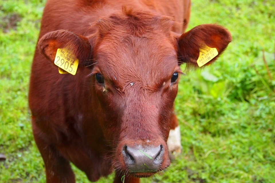 Beef animal pasture