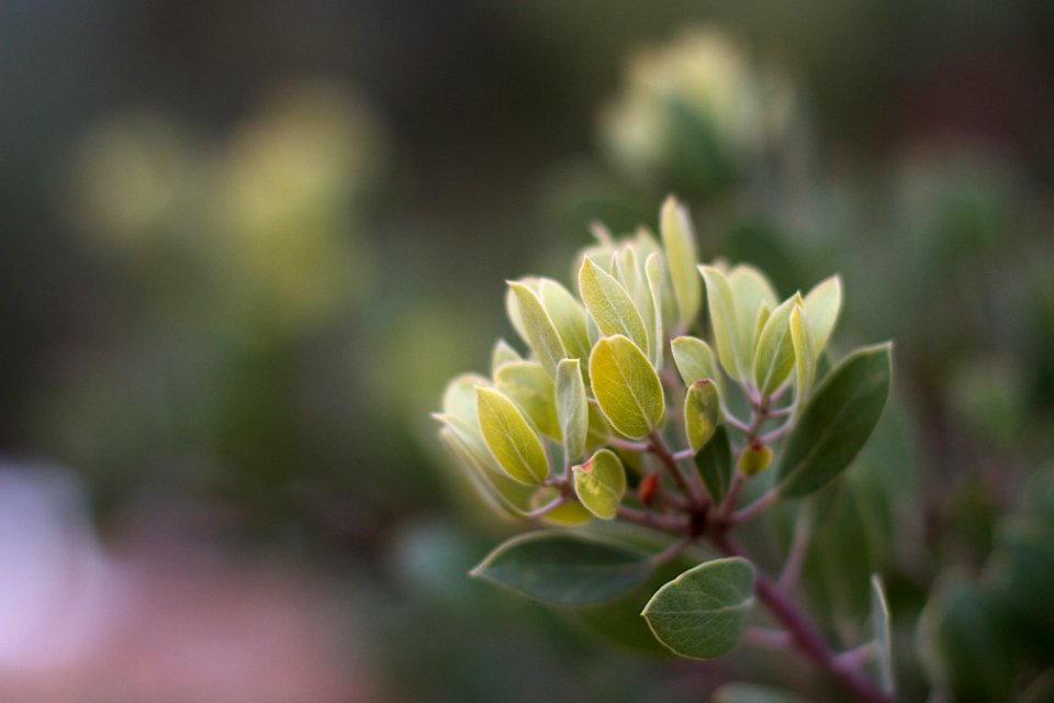 New Manzanita Growth
