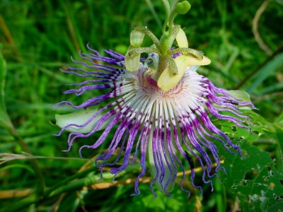 Passion flower, July 2006--Tom Harrington