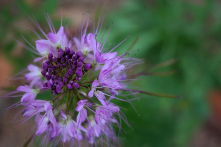 Mystery Purple Flower