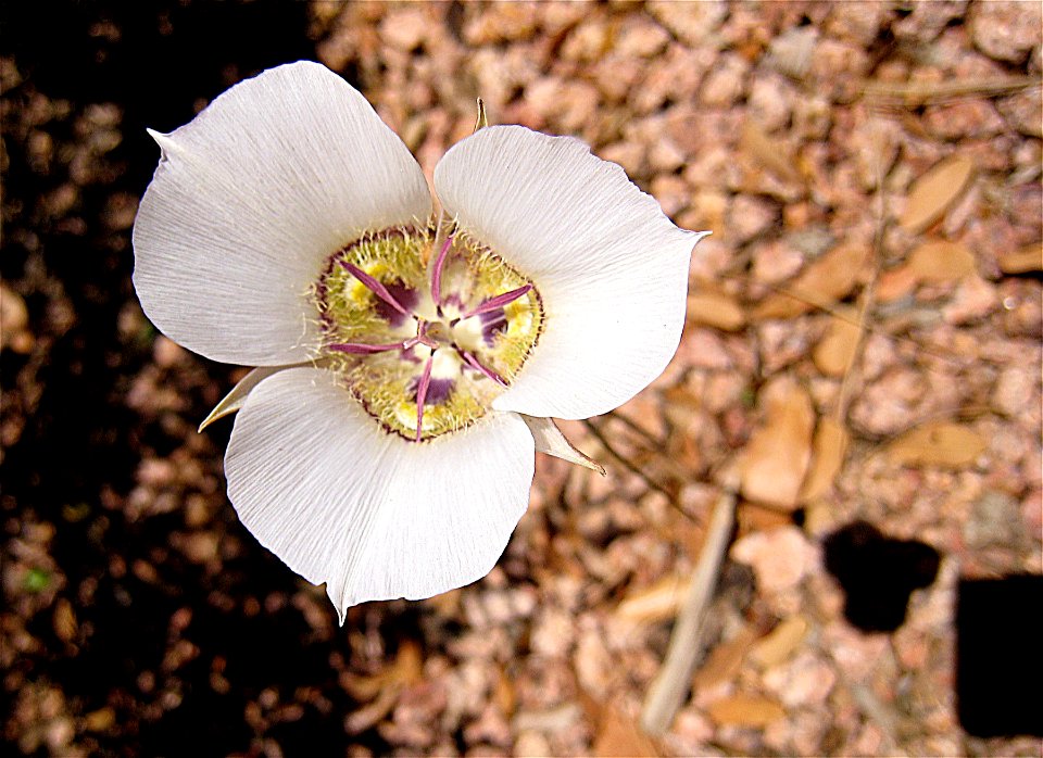 One Day, One Photo, One Lonely Flower photo