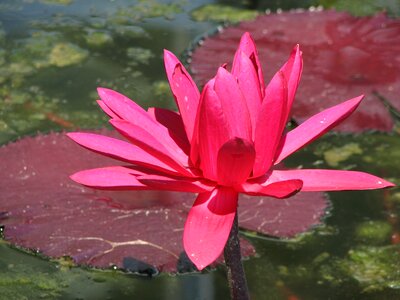Nature lotus pond