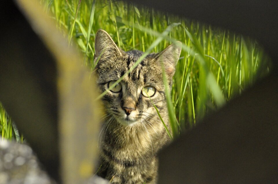 Young cat cat's eyes cat face
