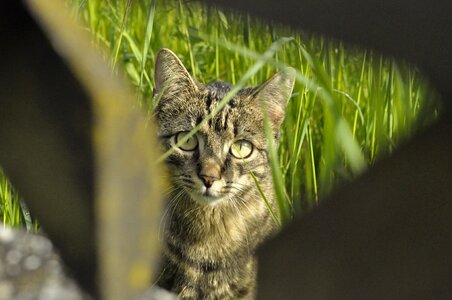 Young cat cat's eyes cat face photo