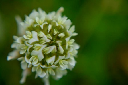 macro photo of iny flower with closeup filter