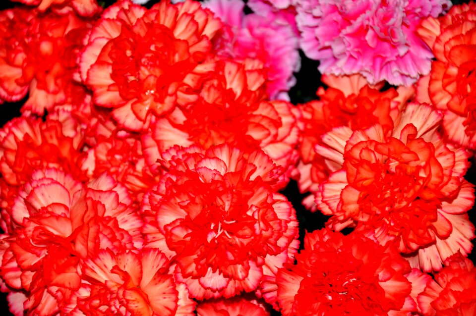 Szekfű red flower