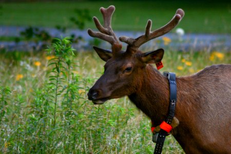 Collared elk, 2018--Chalice Keith