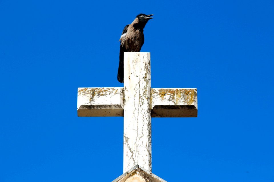 Cross