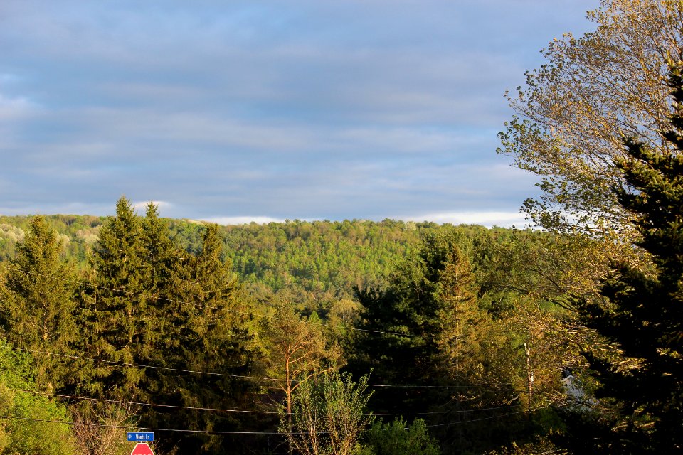 View from The Window