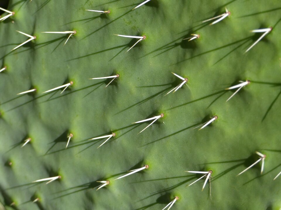 Succulent plant nature green