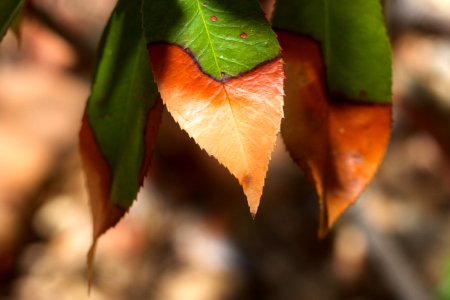 Duotone Leaves