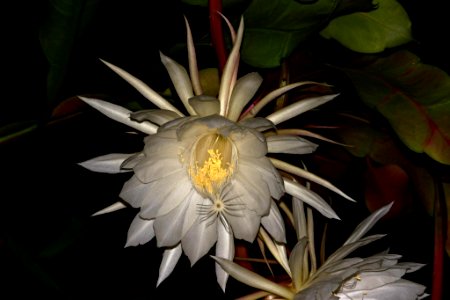 Dama (Reina) de la noche, Flor de baile, Pluma de Santa Teresa (Epiphyllum oxypetalum) photo
