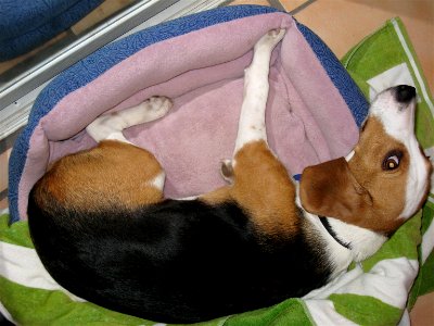 Dog's Life