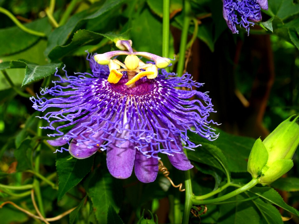 Bloom petals purple