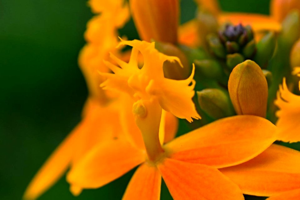 Epidendrum ibaguense - Orquídea Pajaritos
