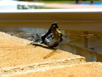 Dragonfly love photo