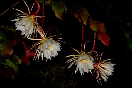 Dama (Reina) de la noche, Flor de baile,  Pluma de Santa Teresa (Epiphyllum oxypetalum)