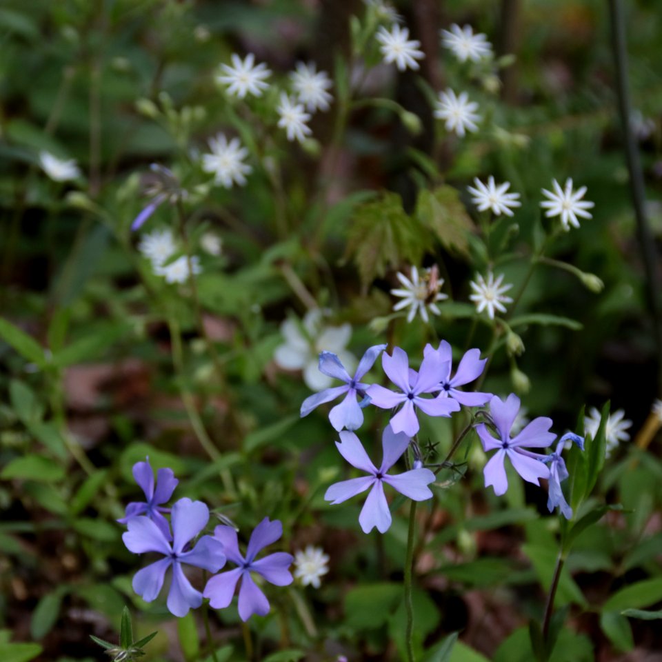 Blue phlox and star chickweed, April 2018--Warren Bielenberg