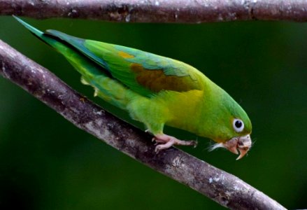 Brotogeris jugularis - Periquito bronceado - Orange-chinned Parakeet