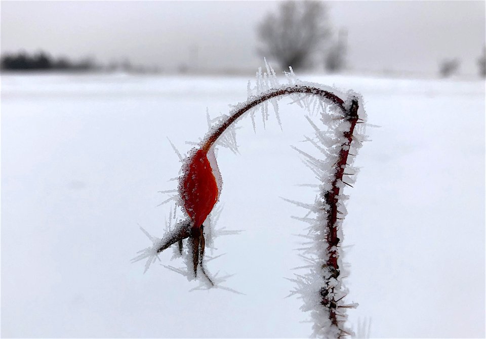 2020/366/29 Iced Rose Hip