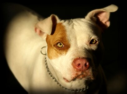 Domestic animals pet canine
