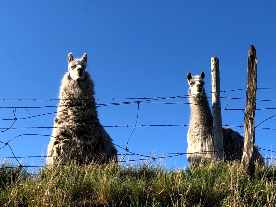 2020/366/135 Filthy Dirty Llamas