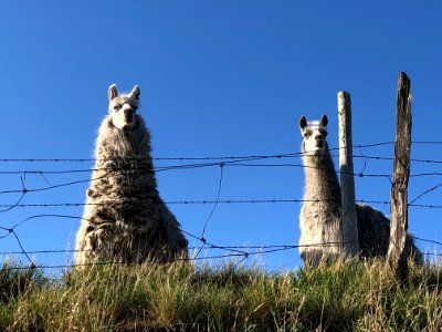 2020/366/135 Filthy Dirty Llamas photo