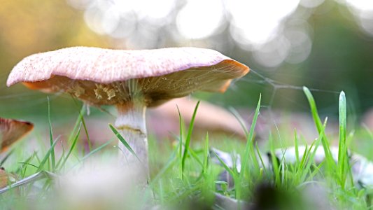 Fungus