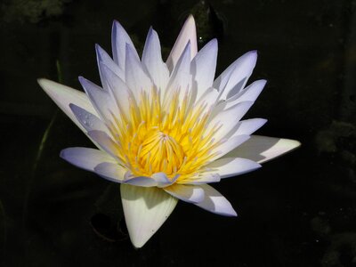 Nature lotus pond