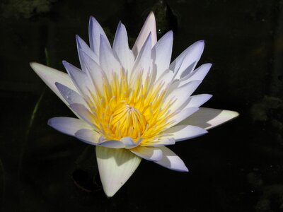 Nature lotus pond photo