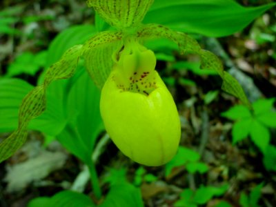 Yellow Ladyslipper, May 2006--Tom Harrington