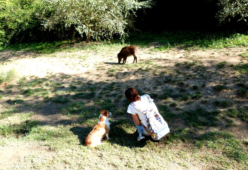 We saw wild boars today
