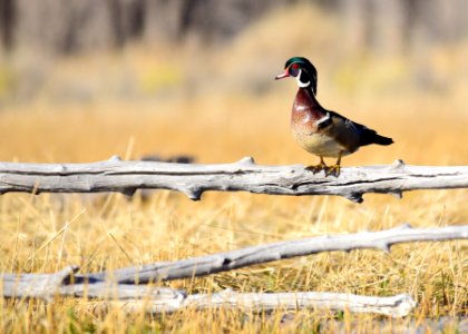 Wood duck at Seedskadee National Wildlife Refuge
