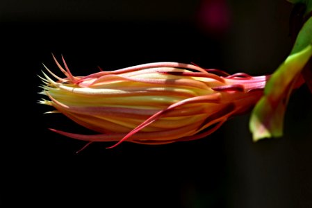 Dama (Reina) de la noche, Flor de baile,  Pluma de Santa Teresa (Epiphyllum oxypetalum)