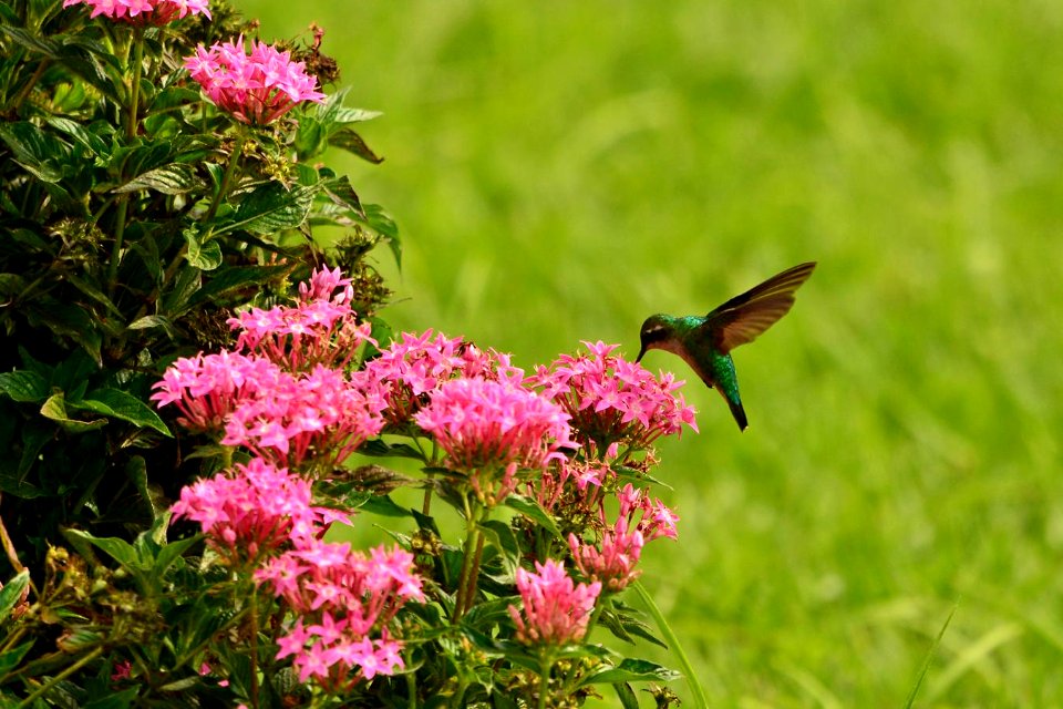Chlorostilbon melanorhynchus (Hembra)
