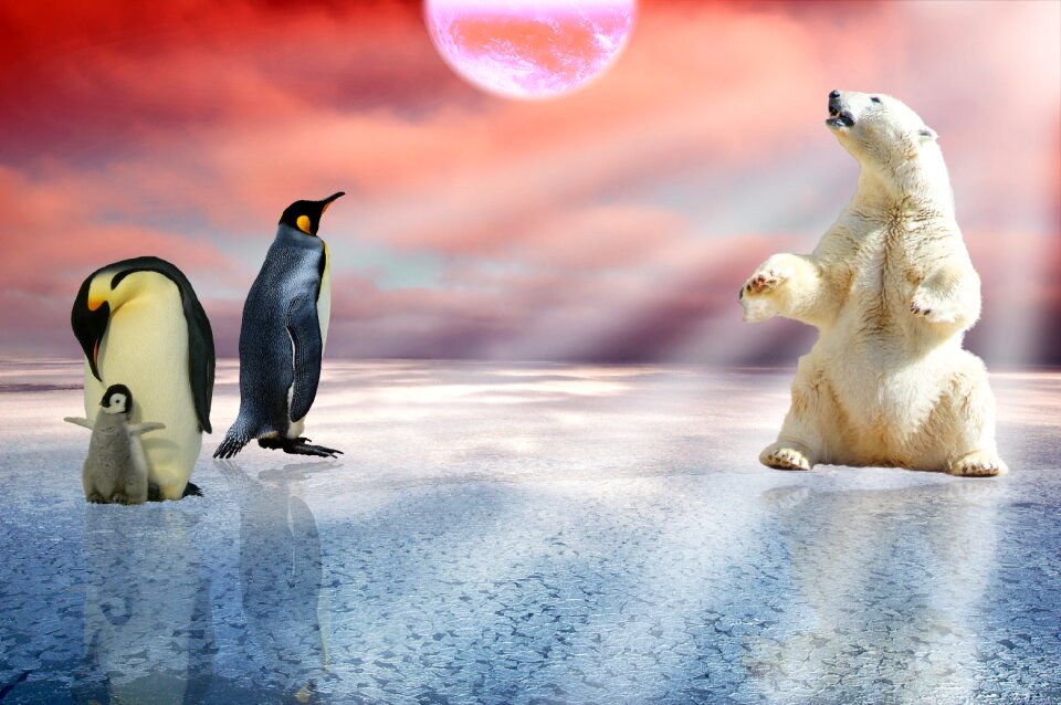 Polar bear winter
