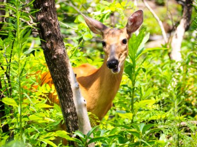Deer, Pat Cohee--July 2018