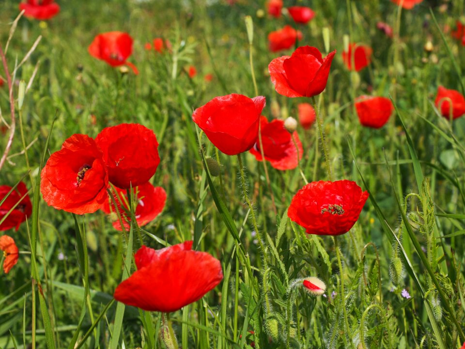 Klatschmohn poppy flower poppy