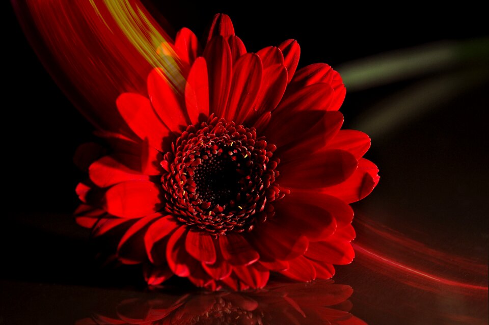 Bloom gerbera red