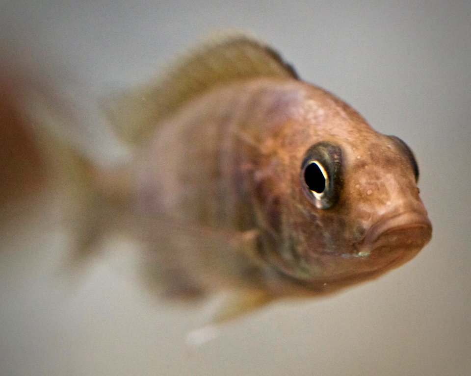 Fish02