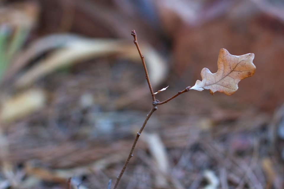 Tiny Mighty Oak