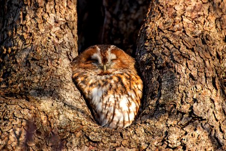 Tawny Owl