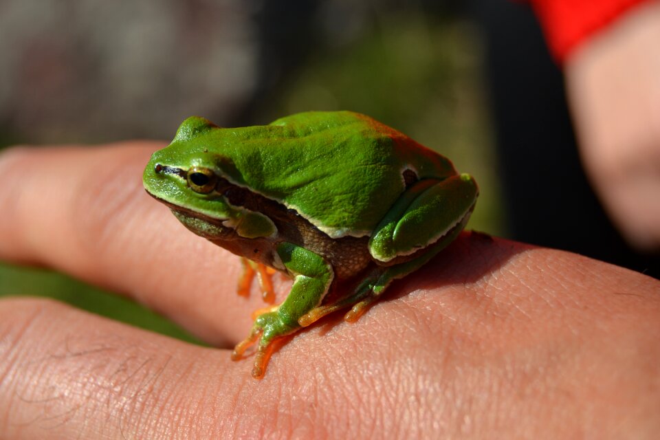 Amphibians green character