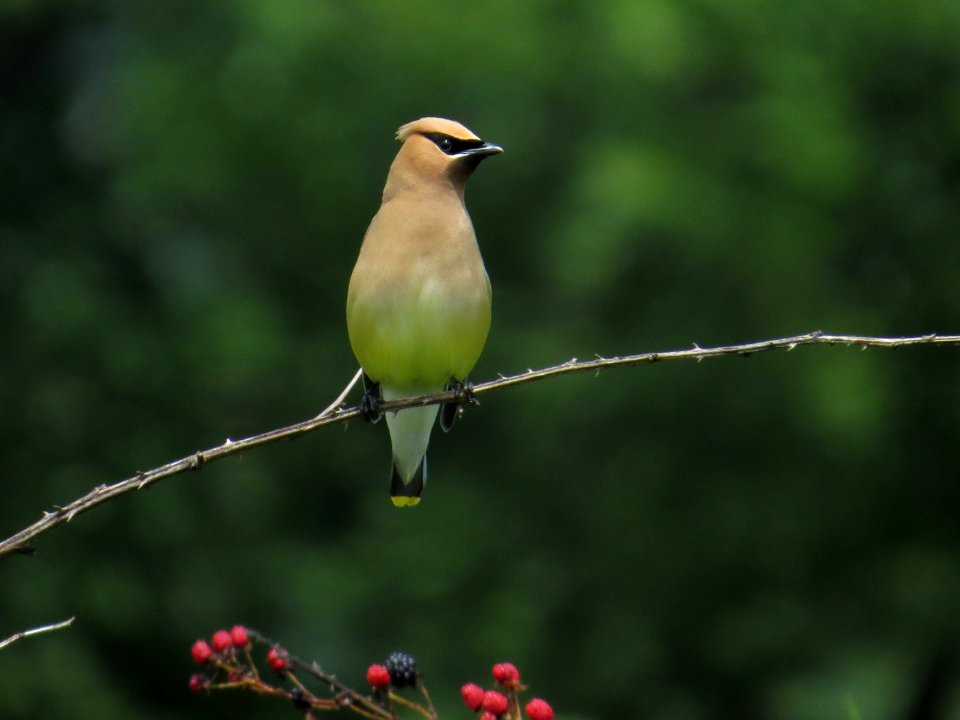 Cedar Waxwing, July 2015--Warren Bielenberg
