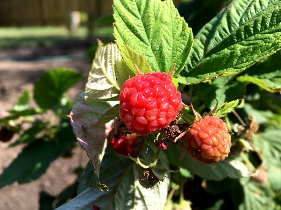 Prime Raspberry